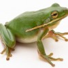 time management frog